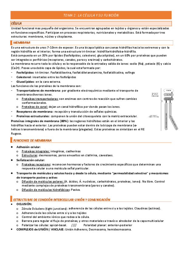 Miniatura del documento TEMA-2-COMPLETO.pdf