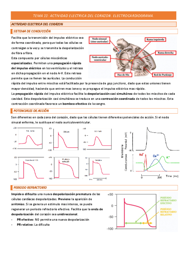 Miniatura del documento TEMA-11-COMPLETO.pdf