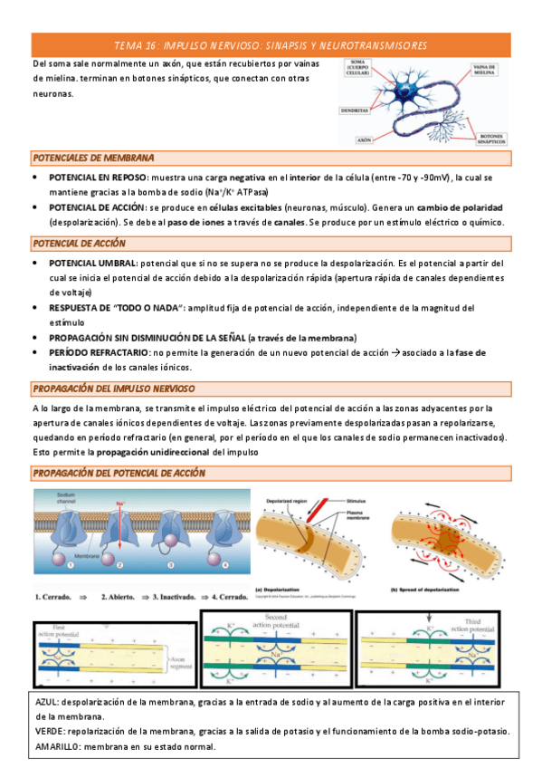Miniatura del documento TEMA-16-COMPLETO.pdf