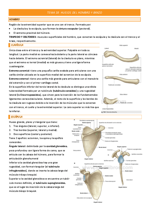 Miniatura del documento TEMA-18-COMPLETO.pdf