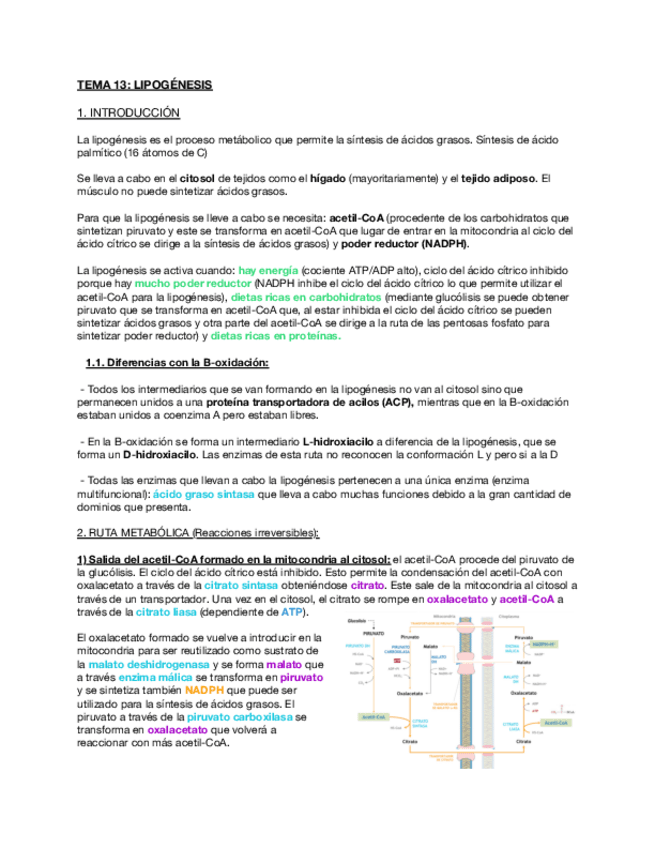 Miniatura del documento Tema-13-Lipogenesis.pdf