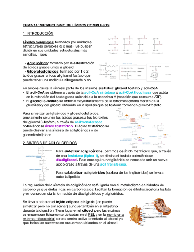 Miniatura del documento Tema-14-Metabolismo-de-lipidos-complejos.pdf