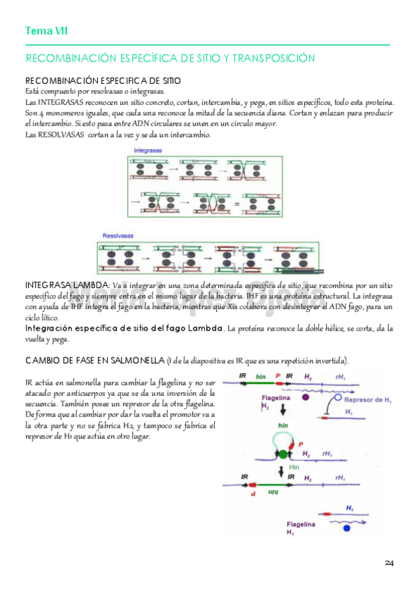 Miniatura del documento GEN.MOLECULAR PARTE III.pdf