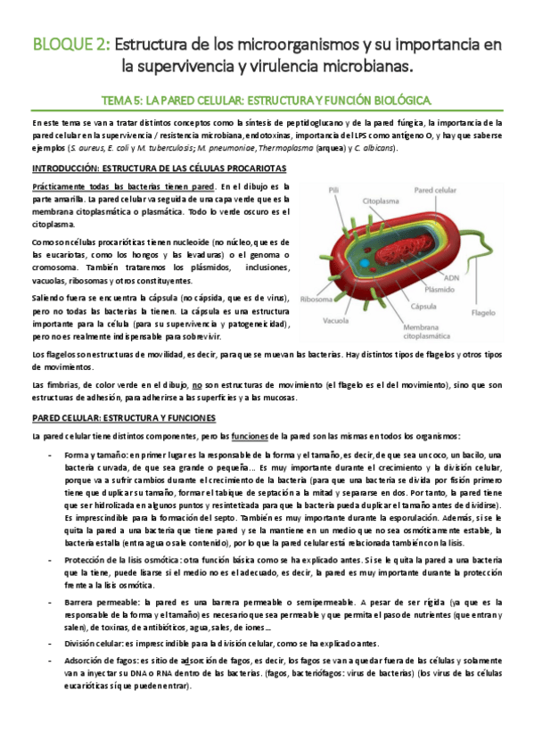 Miniatura del documento BLOQUE-2-Estructura-microorganismos.pdf