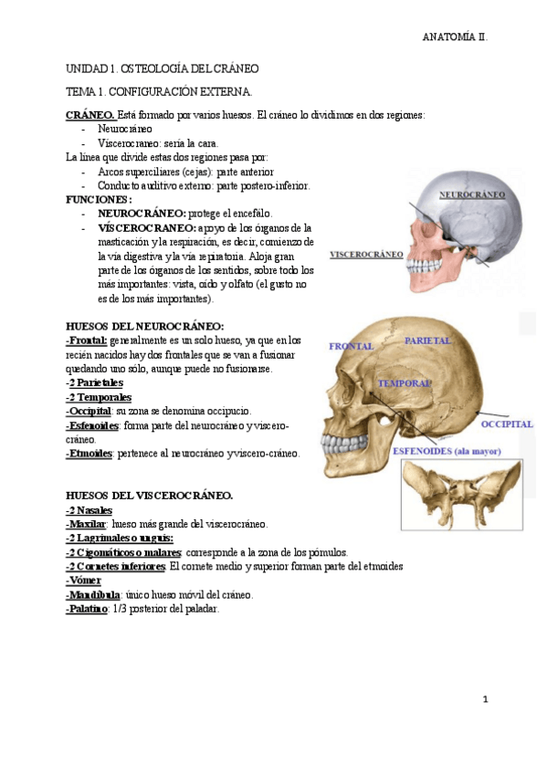 Miniatura del documento ANATOMIA-II-1.pdf