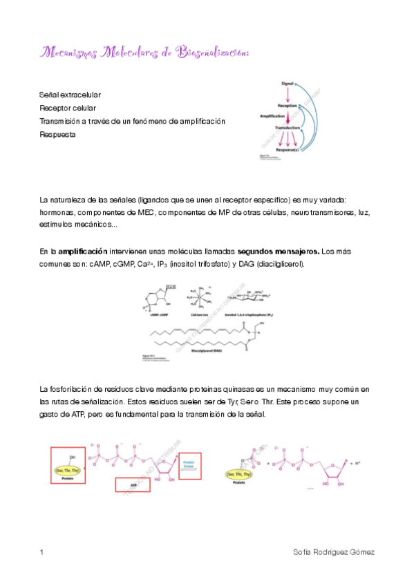 Miniatura del documento 3.Mecanismos molec de bioseñalización