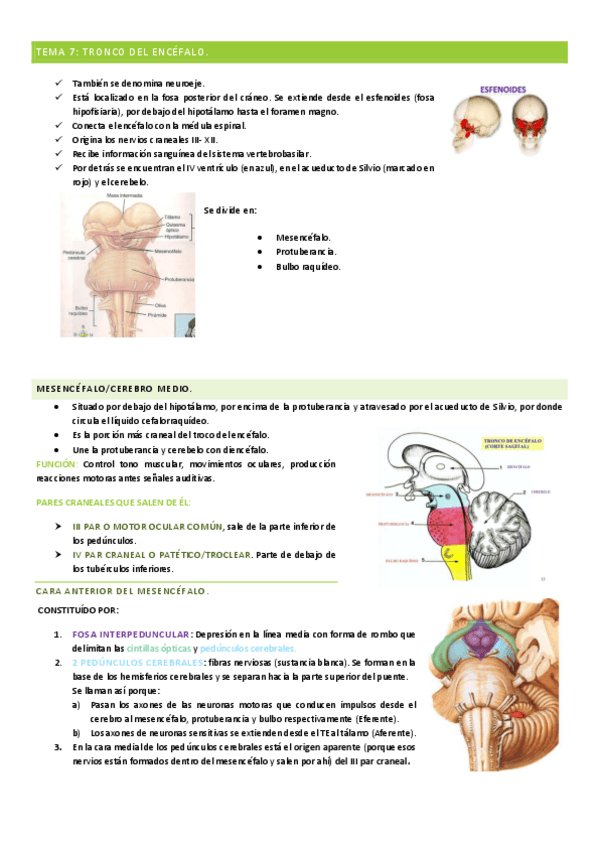 Miniatura del documento TEMAS-7-8-Tronco-del-encefalo-y-cerebelo.pdf