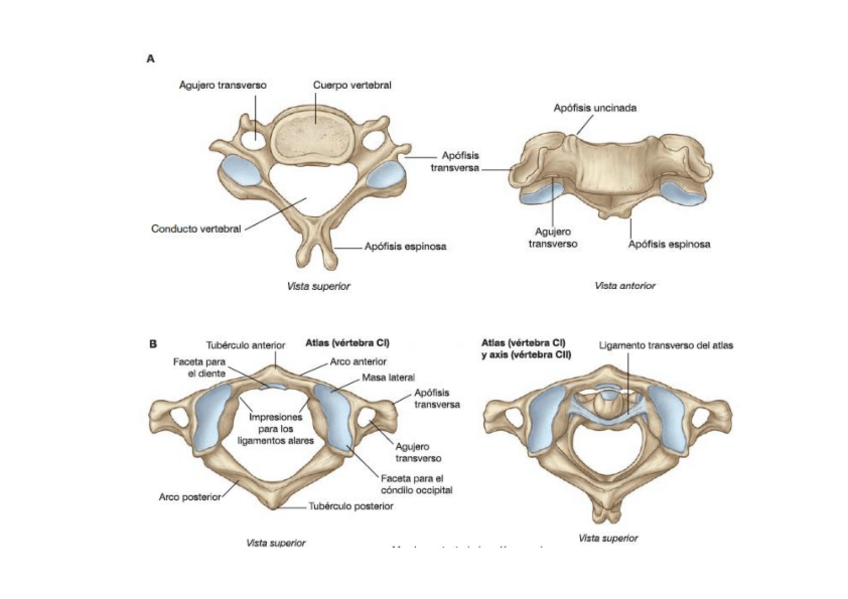 Miniatura del documento IMAGENES-APARATO-LOCOMOTOR-.pdf