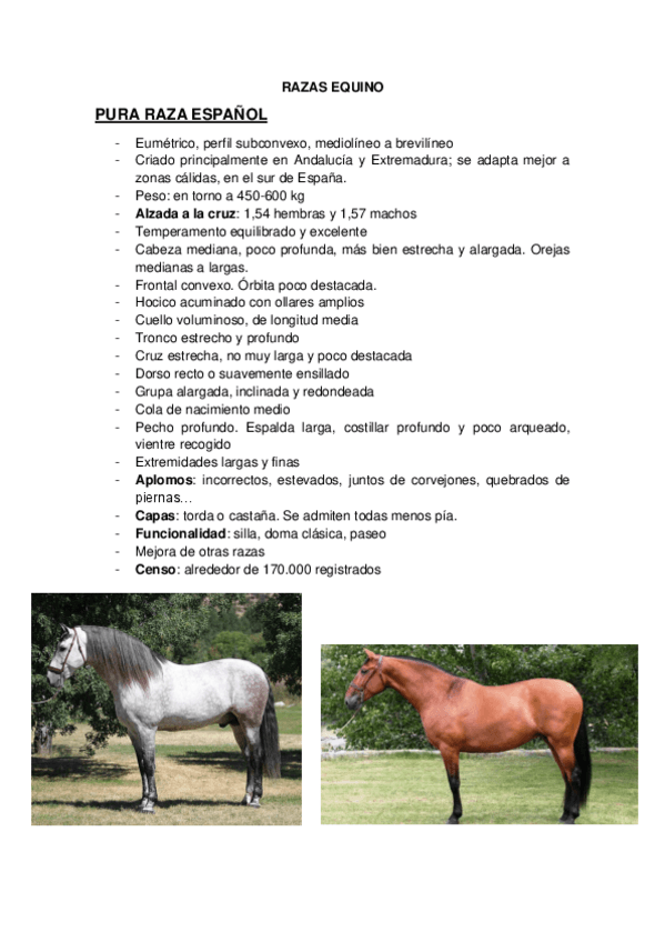 Miniatura del documento RAZAS-PARA-EXAMEN-PRACTICO.pdf