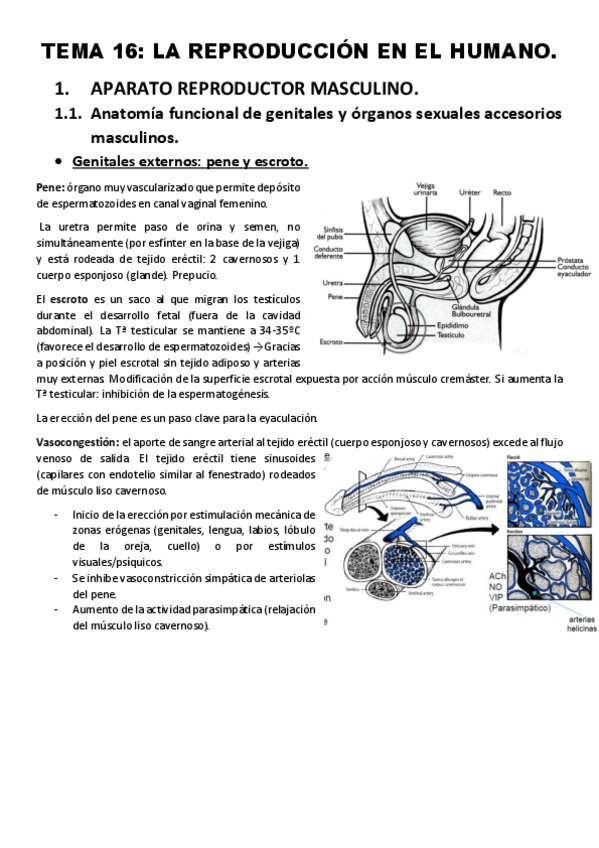 Miniatura del documento Tema-16.pdf