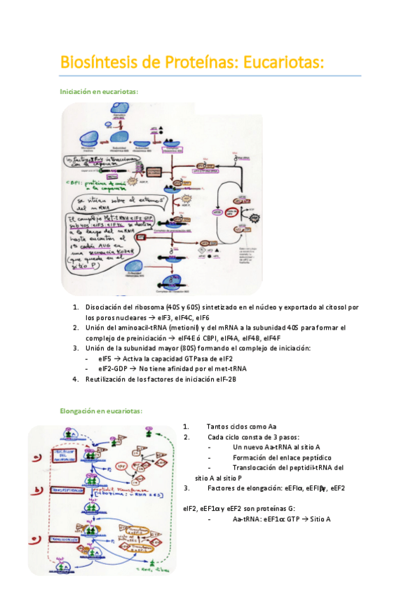 Miniatura del documento Biosíntesis de Proteínas en Eucariotas.pdf