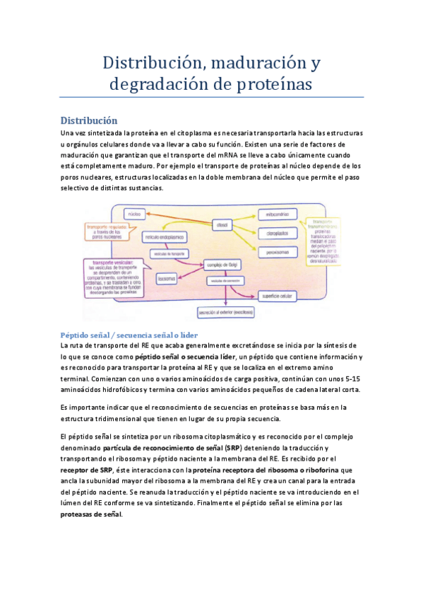 Miniatura del documento Distribución degradación y modificación de proteínas.pdf
