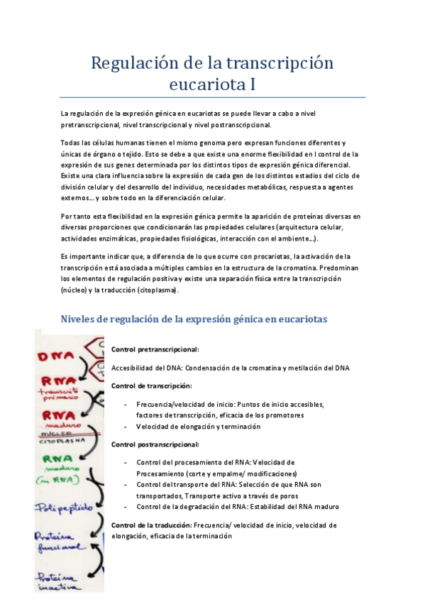 Miniatura del documento Regulación de la transcripción en eucariotas.pdf