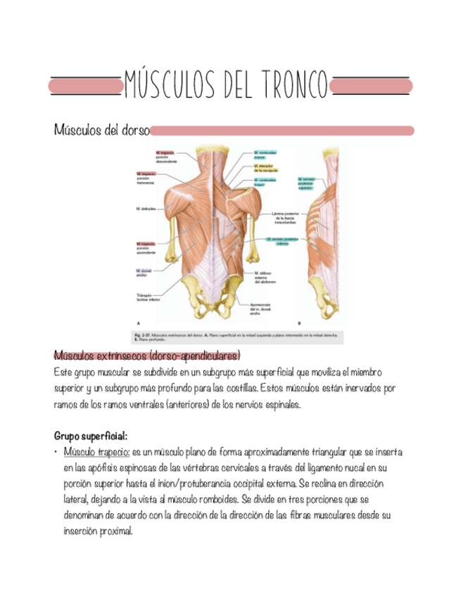 Miniatura del documento Modulo-02-Musculos-del-tronco-dorso-torax-y-abdomen.pdf