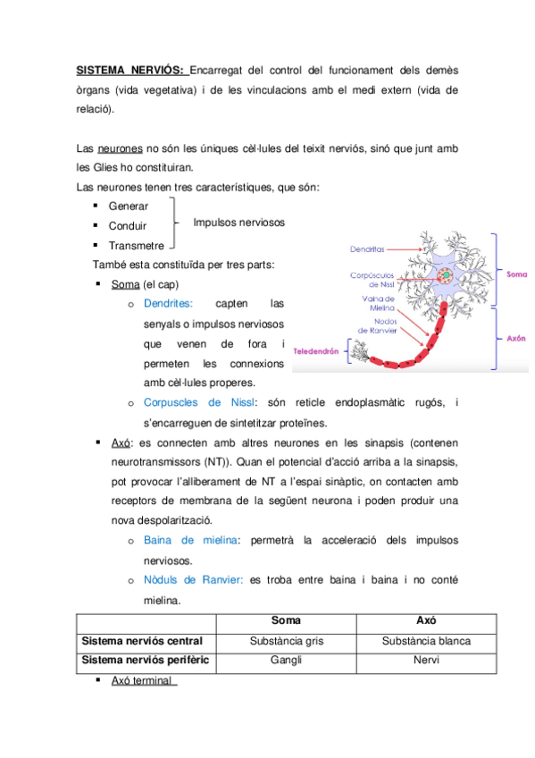 Miniatura del documento SISTEMA-NERVIOS.docx