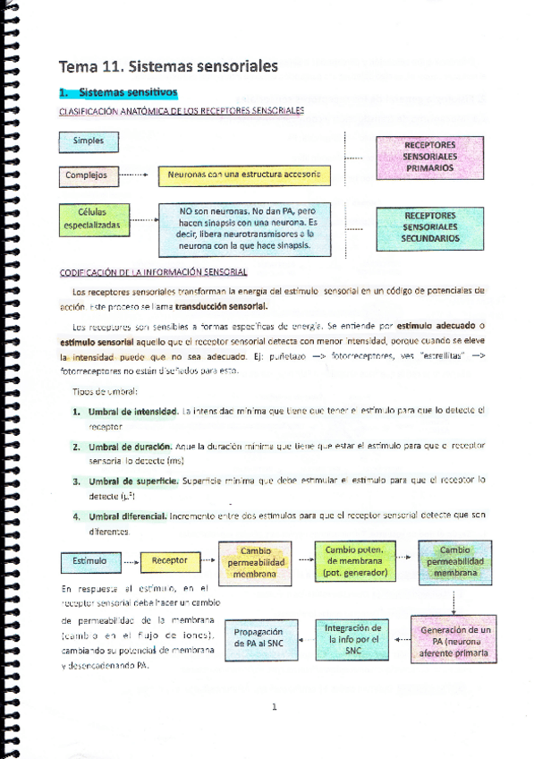 Miniatura del documento MT11. Sistemas sensoriales.pdf