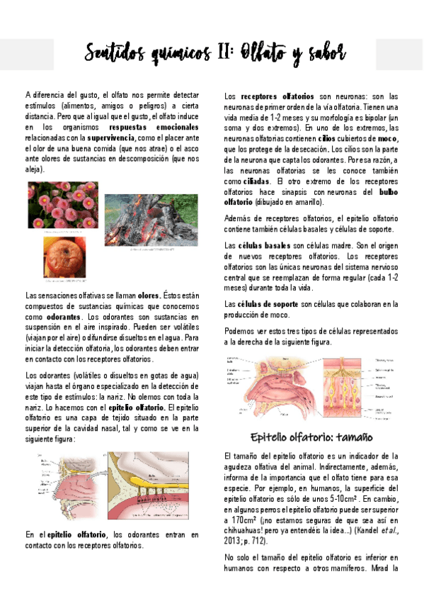 Miniatura del documento Sentidos-quimicos-2.pdf