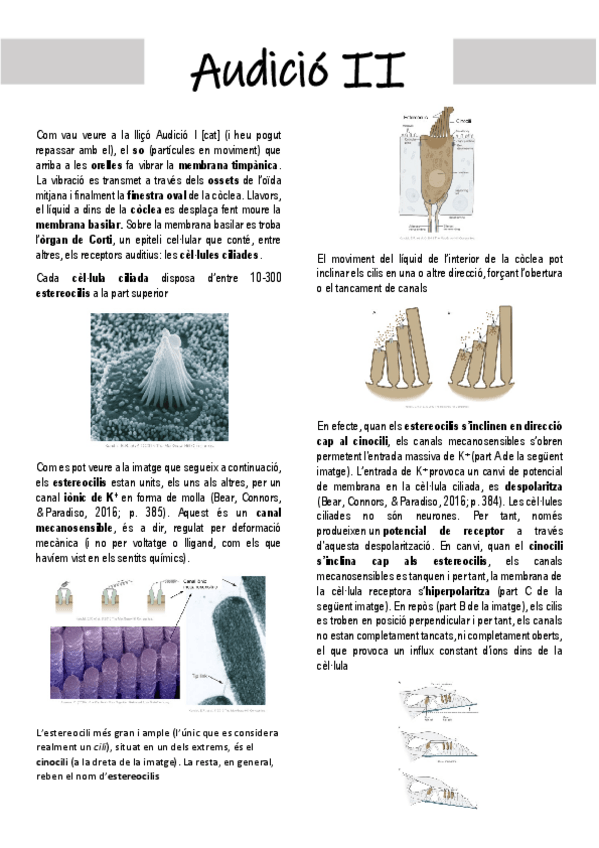 Miniatura del documento Audicio-II.pdf