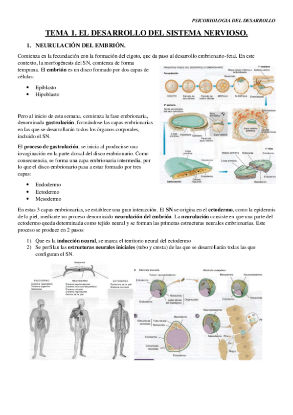 Miniatura del documento TEMA-1.pdf