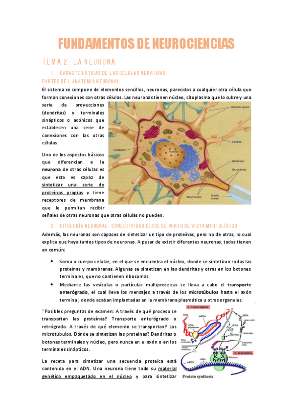 Miniatura del documento TEMA-2NEUROCIENCIASLa-Neurona.pdf