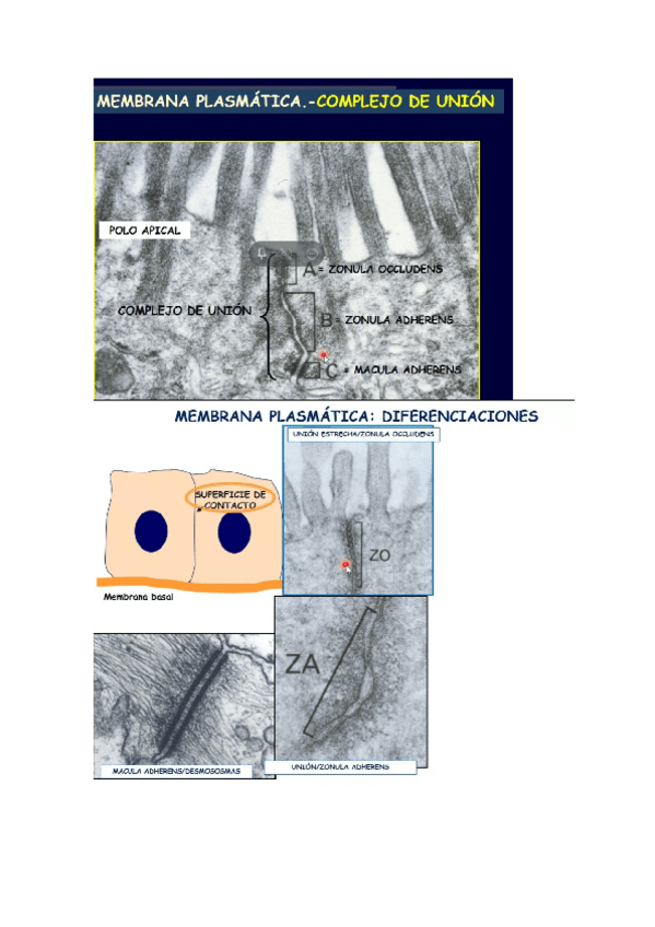 Miniatura del documento imagenes.docx