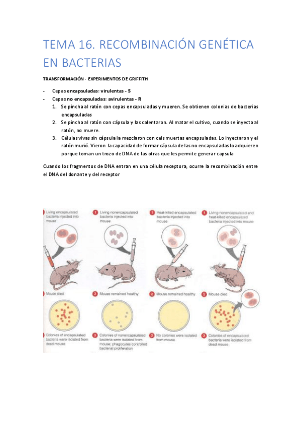 Miniatura del documento TEMA-16.pdf