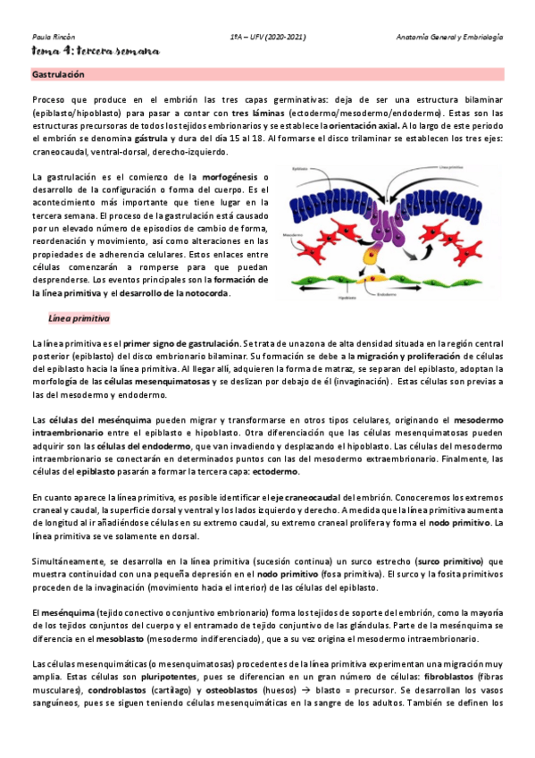 Miniatura del documento Anatomia-T4.pdf