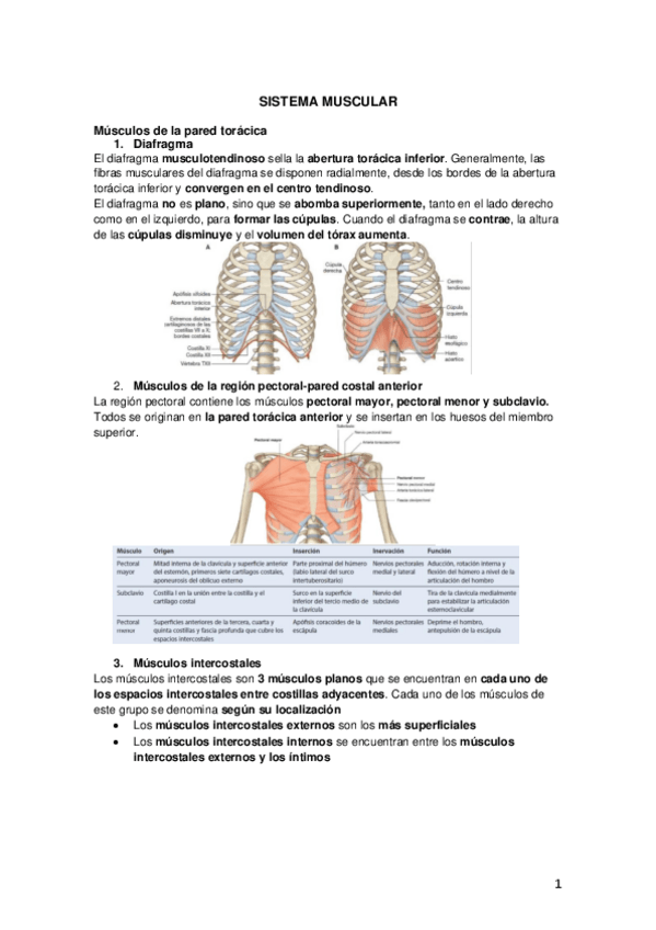 Miniatura del documento Tema 4 Sistema-muscular