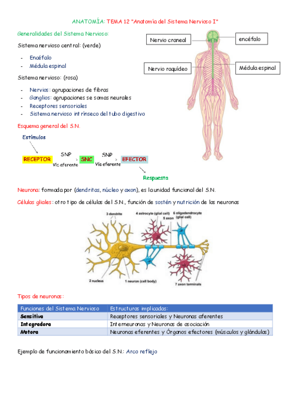 Miniatura del documento ANATOMIA-TEMA-12-13-y-14.pdf
