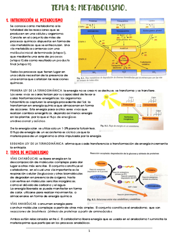 Miniatura del documento TEMA-8-METABOLISMO.pdf