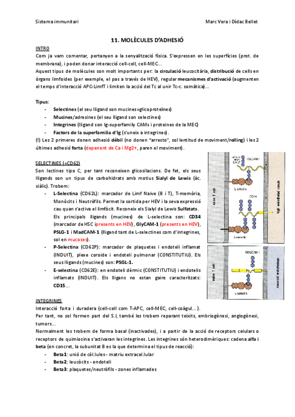 Miniatura del documento SIT11-Moleculesdadhesio.pdf