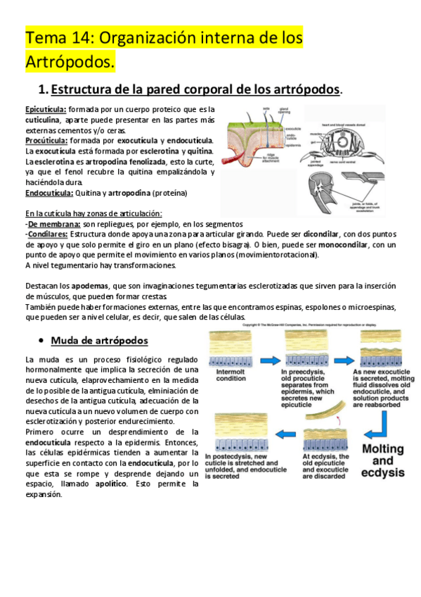 Miniatura del documento Tema-14-Artropodos.pdf