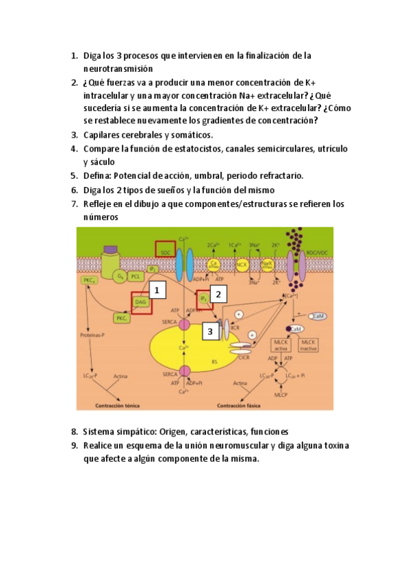 Miniatura del documento Preguntas-de-desarrollar.pdf