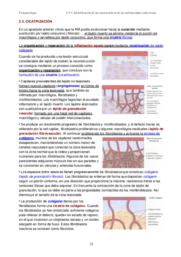 Miniatura del documento UT-4-Las-enfermedades-infecciosas-III-ENFERMEDADES-2020.pdf