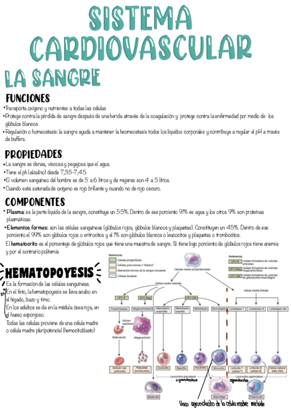 Miniatura del documento T5-Sistema-Cardiovascular.pdf