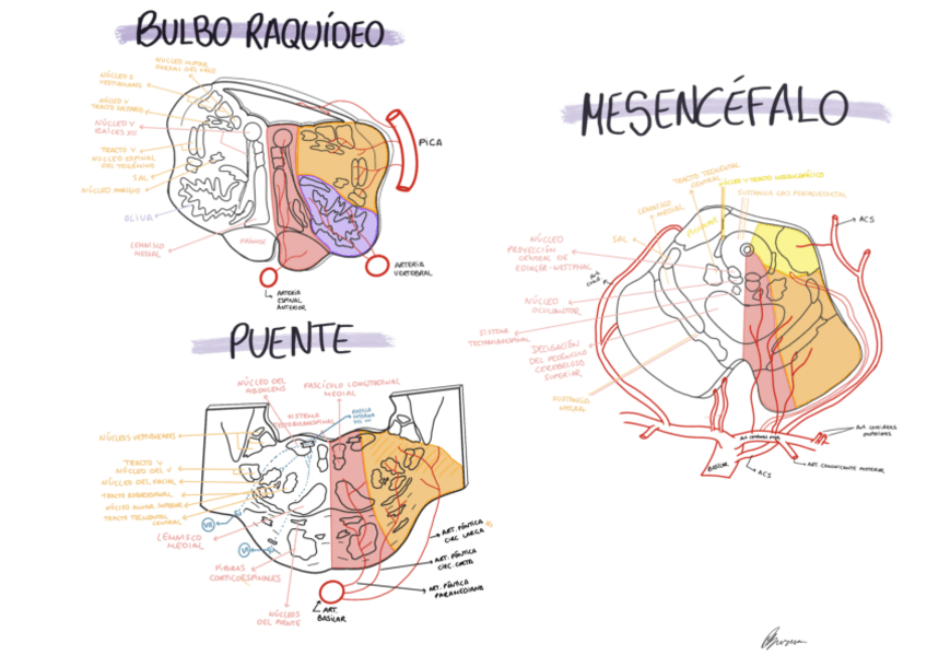Miniatura del documento Vascularizacion.pdf