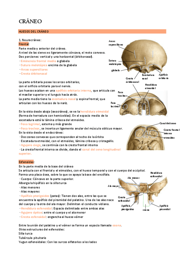 Miniatura del documento Practica-6-craneo.pdf