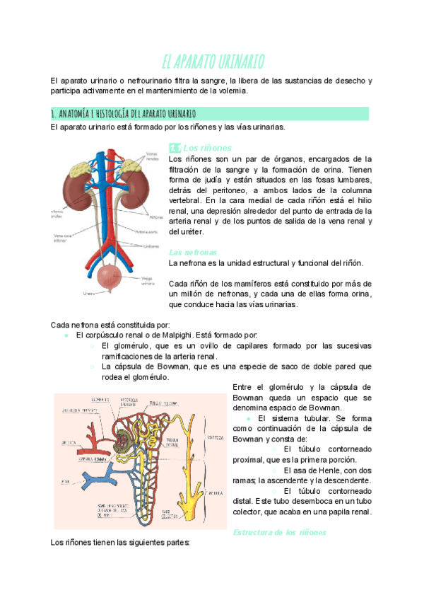Miniatura del documento el-aparato-urinario-2.pdf