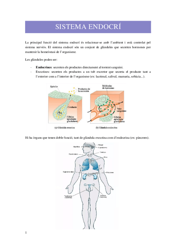 Miniatura del documento SISTEMA-ENDOCRI.docx