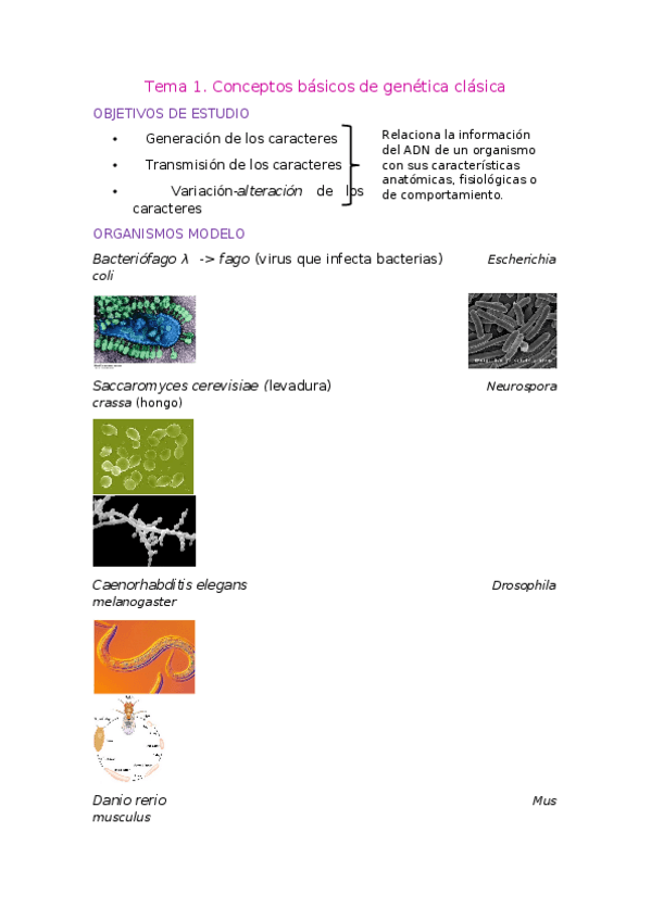 Miniatura del documento Tema-1-Genetica.docx