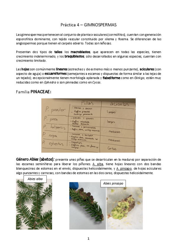 Miniatura del documento Practica-4-gimnospermas.pdf