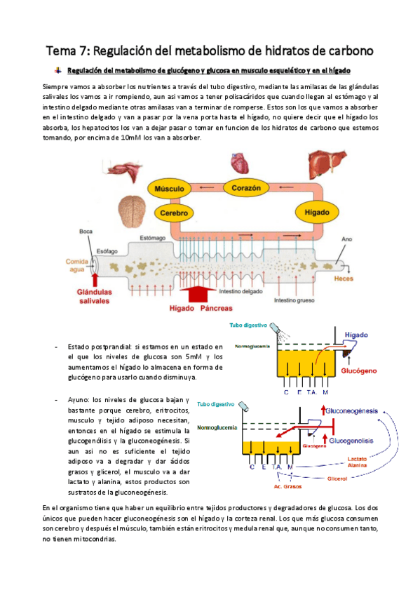 Miniatura del documento Tema 7