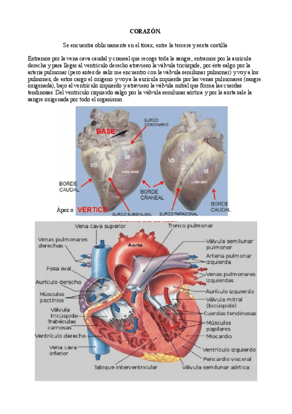 Miniatura del documento Practico.pdf
