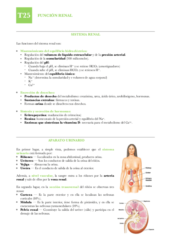 Miniatura del documento FISIO-T25-Funcion-renal.pdf