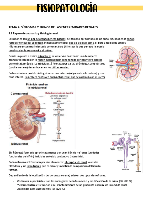 Miniatura del documento APUNTES-FISIO-II-TEMAS-9-13.pdf