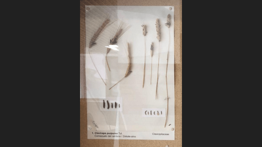 Miniatura del documento Botanika-BISU.pdf