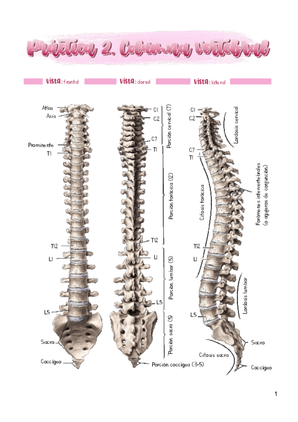 Miniatura del documento Practica-2.pdf