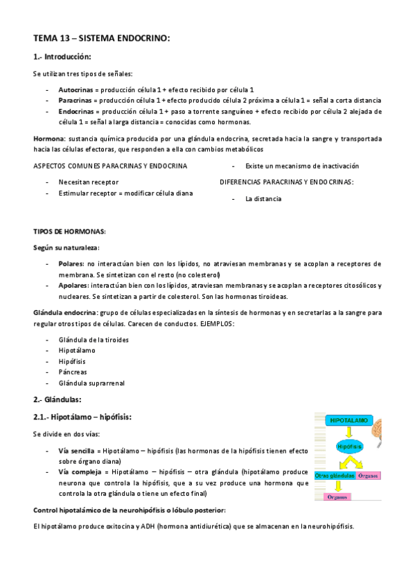 Miniatura del documento TEMA-13-Sistema-endocrino.pdf