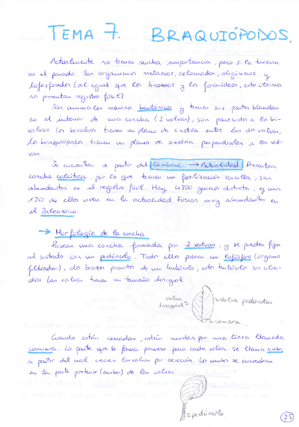 Miniatura del documento Tema 7 Braquiópodos .pdf