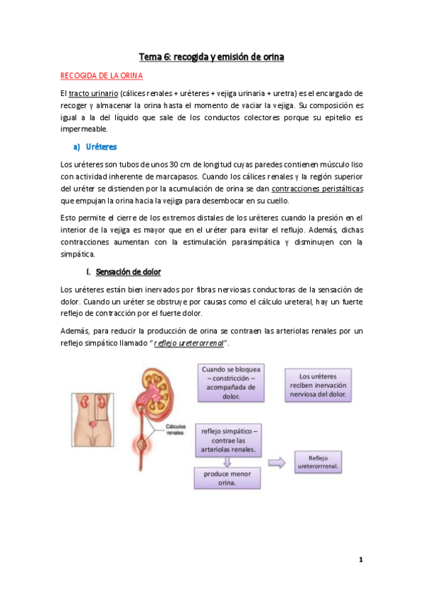 Miniatura del documento Fisiologia-Tema-6.pdf